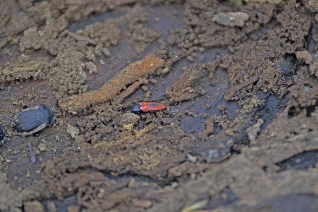 Ampedus sp,, Elateridae